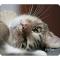 Коврик для мыши PERFEO (PF_D0660) Cat